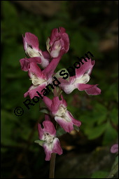 Hohler Lerchensporn, Corydalis cava, Corydalis bulbosa, Fumariaceae, Corydalis cava, Corydalis bulbosa, Hohler Lerchensporn, Blühend Kauf von 00519corydalis_cavaimg_5802.jpg