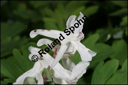 Hohler Lerchensporn, Corydalis cava, Corydalis bulbosa, Fumariaceae, Corydalis cava, Corydalis bulbosa, Hohler Lerchensporn, Blhend Kauf von 00519corydalis_cavaimg_6416.jpg