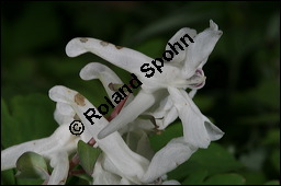 Hohler Lerchensporn, Corydalis cava, Corydalis bulbosa, Fumariaceae, Corydalis cava, Corydalis bulbosa, Hohler Lerchensporn, Blhend Kauf von 00519corydalis_cavaimg_6417.jpg