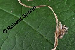 Gewöhnliche Hasel, Wald-Haselnuss, Corylus avellana, Betulaceae/Corylaceae, Corylus avellana, Gewöhnliche Hasel, Wald-Haselnuss, Haselnuss, weiblich blühend Kauf von 00521_corylus_avellana_dsc_3528.jpg