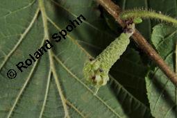 Gewöhnliche Hasel, Wald-Haselnuss, Corylus avellana, Betulaceae/Corylaceae, Corylus avellana, Gewöhnliche Hasel, Wald-Haselnuss, Haselnuss, weiblich blühend Kauf von 00521_corylus_avellana_dsc_4507.jpg