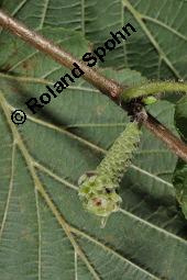 Gewöhnliche Hasel, Wald-Haselnuss, Corylus avellana, Betulaceae/Corylaceae, Corylus avellana, Gewöhnliche Hasel, Wald-Haselnuss, Haselnuss, weiblich blühend Kauf von 00521_corylus_avellana_dsc_4508.jpg