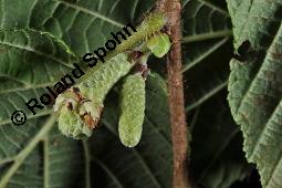 Gewöhnliche Hasel, Wald-Haselnuss, Corylus avellana, Betulaceae/Corylaceae, Corylus avellana, Gewöhnliche Hasel, Wald-Haselnuss, Haselnuss, weiblich blühend Kauf von 00521_corylus_avellana_dsc_4509.jpg