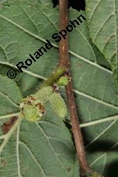 Gewöhnliche Hasel, Wald-Haselnuss, Corylus avellana, Betulaceae/Corylaceae, Corylus avellana, Gewöhnliche Hasel, Wald-Haselnuss, Haselnuss, weiblich blühend Kauf von 00521_corylus_avellana_dsc_4510.jpg