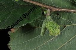 Gewhnliche Hasel, Wald-Haselnuss, Corylus avellana, Betulaceae/Corylaceae, Corylus avellana, Gewhnliche Hasel, Wald-Haselnuss, Haselnuss, weiblich blhend Kauf von 00521_corylus_avellana_dsc_4511.jpg