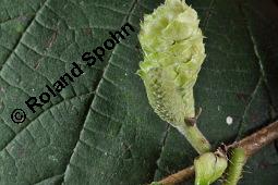 Gewhnliche Hasel, Wald-Haselnuss, Corylus avellana, Betulaceae/Corylaceae, Corylus avellana, Gewhnliche Hasel, Wald-Haselnuss, Haselnuss, weiblich blhend Kauf von 00521_corylus_avellana_dsc_4512.jpg