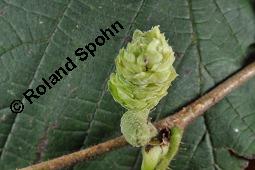 Gewöhnliche Hasel, Wald-Haselnuss, Corylus avellana, Betulaceae/Corylaceae, Corylus avellana, Gewöhnliche Hasel, Wald-Haselnuss, Haselnuss, weiblich blühend Kauf von 00521_corylus_avellana_dsc_4513.jpg