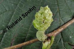 Gewhnliche Hasel, Wald-Haselnuss, Corylus avellana, Betulaceae/Corylaceae, Corylus avellana, Gewhnliche Hasel, Wald-Haselnuss, Haselnuss, weiblich blhend Kauf von 00521_corylus_avellana_dsc_4514.jpg