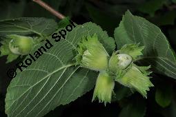 Gewöhnliche Hasel, Wald-Haselnuss, Corylus avellana, Betulaceae/Corylaceae, Corylus avellana, Gewöhnliche Hasel, Wald-Haselnuss, Haselnuss, weiblich blühend Kauf von 00521_corylus_avellana_dsc_4915.jpg