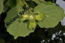 Gewöhnliche Hasel, Wald-Haselnuss, Corylus avellana, Betulaceae/Corylaceae, Corylus avellana, Gewöhnliche Hasel, Wald-Haselnuss, Haselnuss, weiblich blühend Kauf von 00521_corylus_avellana_dsc_4918.jpg