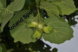 Gewöhnliche Hasel, Wald-Haselnuss, Corylus avellana, Betulaceae/Corylaceae, Corylus avellana, Gewöhnliche Hasel, Wald-Haselnuss, Haselnuss, weiblich blühend Kauf von 00521_corylus_avellana_dsc_4919.jpg