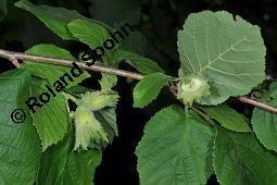 Gewöhnliche Hasel, Wald-Haselnuss, Corylus avellana, Betulaceae/Corylaceae, Corylus avellana, Gewöhnliche Hasel, Wald-Haselnuss, Haselnuss, weiblich blühend Kauf von 00521_corylus_avellana_dsc_4921.jpg