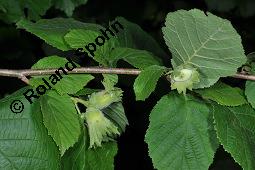 Gewöhnliche Hasel, Wald-Haselnuss, Corylus avellana, Betulaceae/Corylaceae, Corylus avellana, Gewöhnliche Hasel, Wald-Haselnuss, Haselnuss, weiblich blühend Kauf von 00521_corylus_avellana_dsc_4922.jpg