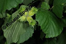 Gewöhnliche Hasel, Wald-Haselnuss, Corylus avellana, Betulaceae/Corylaceae, Corylus avellana, Gewöhnliche Hasel, Wald-Haselnuss, Haselnuss, weiblich blühend Kauf von 00521_corylus_avellana_dsc_4926.jpg