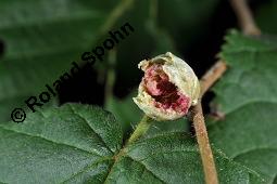 Gewöhnliche Hasel, Wald-Haselnuss, Corylus avellana, Betulaceae/Corylaceae, Corylus avellana, Gewöhnliche Hasel, Wald-Haselnuss, Haselnuss, weiblich blühend Kauf von 00521_corylus_avellana_dsc_7685.jpg