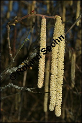 Gewöhnliche Hasel, Wald-Haselnuss, Corylus avellana, Betulaceae/Corylaceae, Corylus avellana, Gewöhnliche Hasel, Wald-Haselnuss, Haselnuss, weiblich blühend Kauf von 00521corylus_avellanaimg_5217.jpg