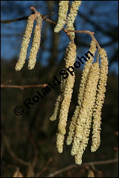 Gewöhnliche Hasel, Wald-Haselnuss, Corylus avellana, Betulaceae/Corylaceae, Corylus avellana, Gewöhnliche Hasel, Wald-Haselnuss, Haselnuss, weiblich blühend Kauf von 00521corylus_avellanaimg_5218.jpg