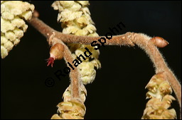Gewöhnliche Hasel, Wald-Haselnuss, Corylus avellana, Betulaceae/Corylaceae, Corylus avellana, Gewöhnliche Hasel, Wald-Haselnuss, Haselnuss, weiblich blühend Kauf von 00521corylus_avellanaimg_5219.jpg