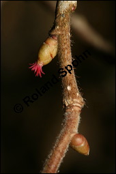 Gewhnliche Hasel, Wald-Haselnuss, Corylus avellana, Betulaceae/Corylaceae, Corylus avellana, Gewhnliche Hasel, Wald-Haselnuss, Haselnuss, weiblich blhend Kauf von 00521corylus_avellanaimg_5220.jpg