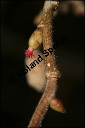 Gewöhnliche Hasel, Wald-Haselnuss, Corylus avellana, Betulaceae/Corylaceae, Corylus avellana, Gewöhnliche Hasel, Wald-Haselnuss, Haselnuss, weiblich blühend Kauf von 00521corylus_avellanaimg_5222.jpg