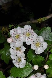 Zweigriffliger Weißdorn, Crataegus laevugata, Rosaceae, Crataegus laevigata, Crataegus oxyacantha, Zweigriffliger Weißdorn, Blühend Kauf von 00522_crataegus_laevigata_dsc_0433.jpg