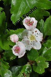 Zweigriffliger Weißdorn, Crataegus laevugata, Rosaceae, Crataegus laevigata, Crataegus oxyacantha, Zweigriffliger Weißdorn, Blühend Kauf von 00522_crataegus_laevigata_dsc_0436.jpg