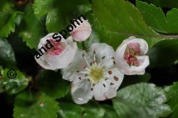 Zweigriffliger Weidorn, Crataegus laevugata, Rosaceae, Crataegus laevigata, Crataegus oxyacantha, Zweigriffliger Weidorn, Blhend Kauf von 00522_crataegus_laevigata_dsc_0437.jpg