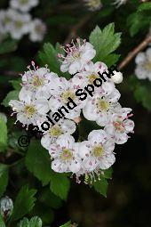 Zweigriffliger Weißdorn, Crataegus laevugata, Rosaceae, Crataegus laevigata, Crataegus oxyacantha, Zweigriffliger Weißdorn, Blühend Kauf von 00522_crataegus_laevigata_dsc_3775.jpg