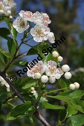 Zweigriffliger Weißdorn, Crataegus laevugata, Rosaceae, Crataegus laevigata, Crataegus oxyacantha, Zweigriffliger Weißdorn, Blühend Kauf von 00522_crataegus_laevigata_dsc_3780.jpg