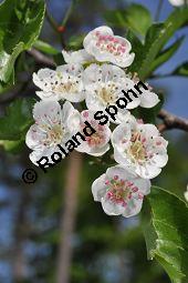 Zweigriffliger Weißdorn, Crataegus laevugata, Rosaceae, Crataegus laevigata, Crataegus oxyacantha, Zweigriffliger Weißdorn, Blühend Kauf von 00522_crataegus_laevigata_dsc_3781.jpg