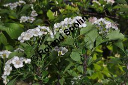 Zweigriffliger Weißdorn, Crataegus laevugata, Rosaceae, Crataegus laevigata, Crataegus oxyacantha, Zweigriffliger Weißdorn, Blühend Kauf von 00522_crataegus_laevigata_dsc_3783.jpg