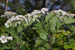 Zweigriffliger Weidorn, Crataegus laevugata, Rosaceae, Crataegus laevigata, Crataegus oxyacantha, Zweigriffliger Weidorn, Blhend Kauf von 00522_crataegus_laevigata_dsc_3784.jpg