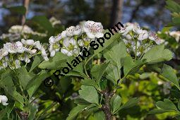 Zweigriffliger Weißdorn, Crataegus laevugata, Rosaceae, Crataegus laevigata, Crataegus oxyacantha, Zweigriffliger Weißdorn, Blühend Kauf von 00522_crataegus_laevigata_dsc_3785.jpg