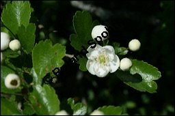 Zweigriffliger Weißdorn, Crataegus laevugata, Rosaceae, Crataegus laevigata, Crataegus oxyacantha, Zweigriffliger Weißdorn, Blühend Kauf von 00522crataegus_laevigata_img_1807.jpg