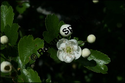 Zweigriffliger Weißdorn, Crataegus laevugata, Rosaceae, Crataegus laevigata, Crataegus oxyacantha, Zweigriffliger Weißdorn, Blühend Kauf von 00522crataegus_laevigata_img_1808.jpg