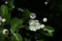 Zweigriffliger Weidorn, Crataegus laevugata, Rosaceae, Crataegus laevigata, Crataegus oxyacantha, Zweigriffliger Weidorn, Blhend Kauf von 00522crataegus_laevigata_img_1809.jpg