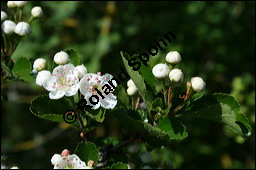 Zweigriffliger Weißdorn, Crataegus laevugata, Rosaceae, Crataegus laevigata, Crataegus oxyacantha, Zweigriffliger Weißdorn, Blühend Kauf von 00522crataegus_laevigata_img_1810.jpg