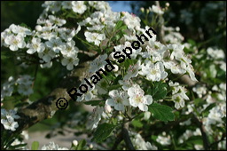 Zweigriffliger Weidorn, Crataegus laevugata, Rosaceae, Crataegus laevigata, Crataegus oxyacantha, Zweigriffliger Weidorn, Blhend Kauf von 00522crataegus_laevigata_img_1853.jpg