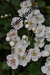 Eingriffeliger Weidorn, Crataegus monogyna, Rosaceae, Crataegus monogyna, Eingriffeliger Weidorn, fruchtend Kauf von 00523_crataegus_monogyna_dsc_0477.jpg