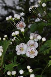 Eingriffeliger Weißdorn, Crataegus monogyna, Rosaceae, Crataegus monogyna, Eingriffeliger Weißdorn, fruchtend Kauf von 00523_crataegus_monogyna_dsc_0481.jpg