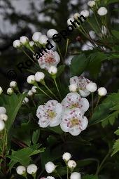 Eingriffeliger Weidorn, Crataegus monogyna, Rosaceae, Crataegus monogyna, Eingriffeliger Weidorn, fruchtend Kauf von 00523_crataegus_monogyna_dsc_0481.jpg