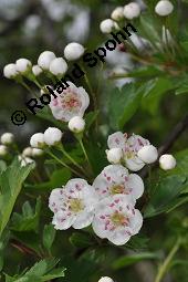 Eingriffeliger Weißdorn, Crataegus monogyna, Rosaceae, Crataegus monogyna, Eingriffeliger Weißdorn, fruchtend Kauf von 00523_crataegus_monogyna_dsc_0487.jpg