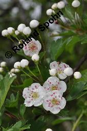 Eingriffeliger Weidorn, Crataegus monogyna, Rosaceae, Crataegus monogyna, Eingriffeliger Weidorn, fruchtend Kauf von 00523_crataegus_monogyna_dsc_0487.jpg