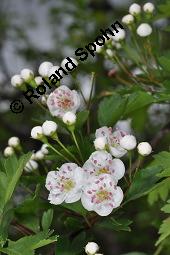 Eingriffeliger Weißdorn, Crataegus monogyna, Rosaceae, Crataegus monogyna, Eingriffeliger Weißdorn, fruchtend Kauf von 00523_crataegus_monogyna_dsc_0488.jpg