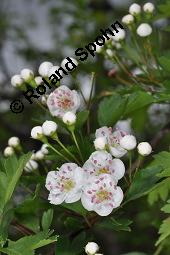 Eingriffeliger Weidorn, Crataegus monogyna, Rosaceae, Crataegus monogyna, Eingriffeliger Weidorn, fruchtend Kauf von 00523_crataegus_monogyna_dsc_0488.jpg