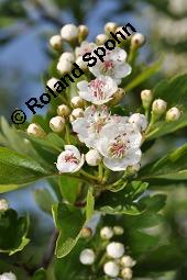 Eingriffeliger Weißdorn, Crataegus monogyna, Rosaceae, Crataegus monogyna, Eingriffeliger Weißdorn, fruchtend Kauf von 00523_crataegus_monogyna_dsc_0588.jpg