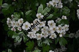 Eingriffeliger Weidorn, Crataegus monogyna, Rosaceae, Crataegus monogyna, Eingriffeliger Weidorn, fruchtend Kauf von 00523_crataegus_monogyna_dsc_3798.jpg