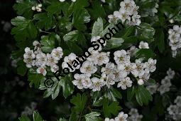 Eingriffeliger Weidorn, Crataegus monogyna, Rosaceae, Crataegus monogyna, Eingriffeliger Weidorn, fruchtend Kauf von 00523_crataegus_monogyna_dsc_3799.jpg