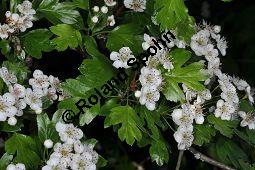 Eingriffeliger Weidorn, Crataegus monogyna, Rosaceae, Crataegus monogyna, Eingriffeliger Weidorn, fruchtend Kauf von 00523_crataegus_monogyna_dsc_3800.jpg