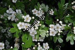 Eingriffeliger Weidorn, Crataegus monogyna, Rosaceae, Crataegus monogyna, Eingriffeliger Weidorn, fruchtend Kauf von 00523_crataegus_monogyna_dsc_3802.jpg